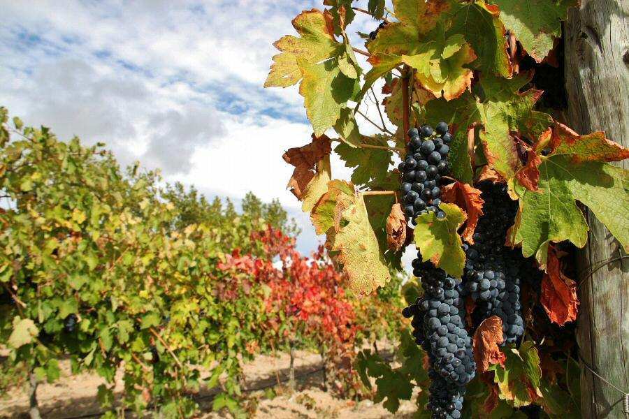 Las Rutas del Vino zamoranas reciben cada una 25.555 euros para mantener su certificación